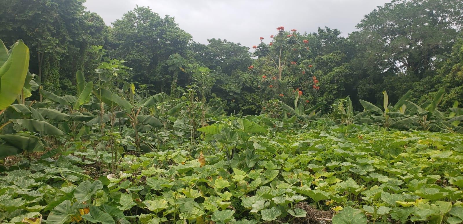 First image of Lloyds, St. Thomas in Yallahs, St. Thomas, Jamaica - property is For Sale