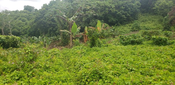 Second image of Lloyds, St. Thomas in Yallahs, St. Thomas, Jamaica - property is For Sale