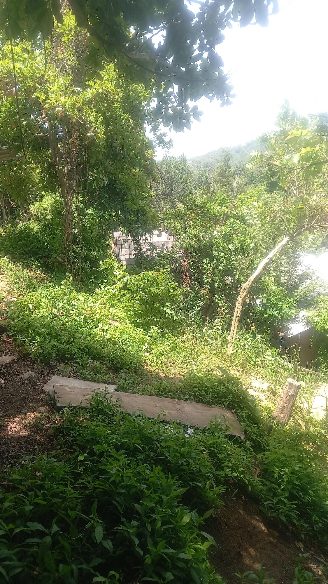 Third image of 4 Albany in Albany, St. Mary, Jamaica - property is For Sale