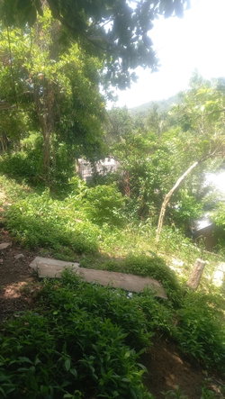Third image of 4 Albany in Albany, St. Mary, Jamaica - property is For Sale