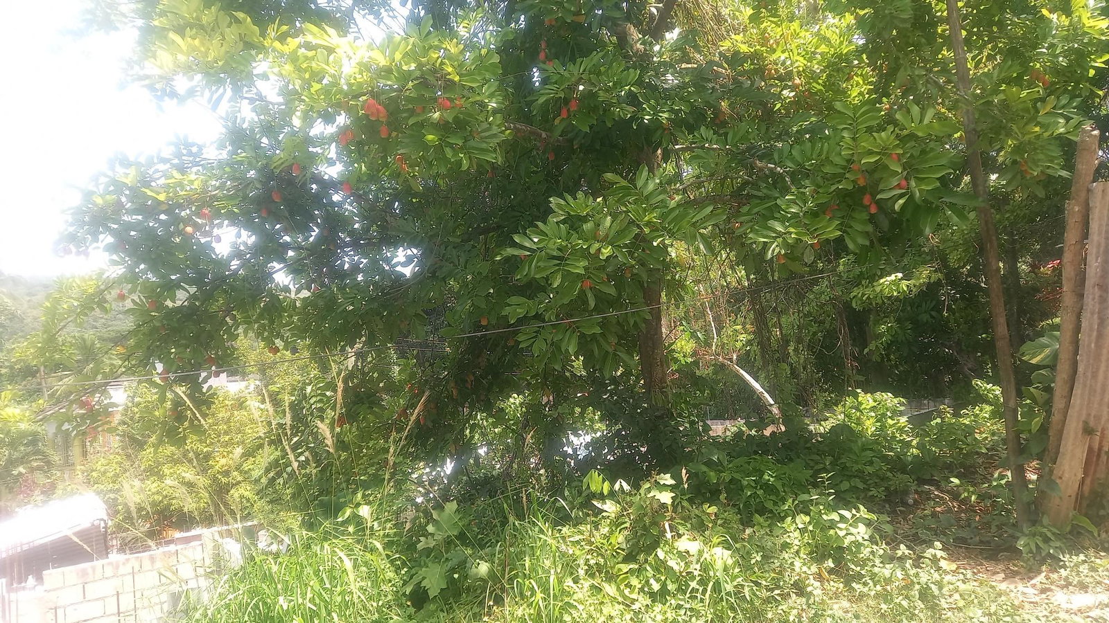 Sixth image of 4 Albany in Albany, St. Mary, Jamaica - property is For Sale