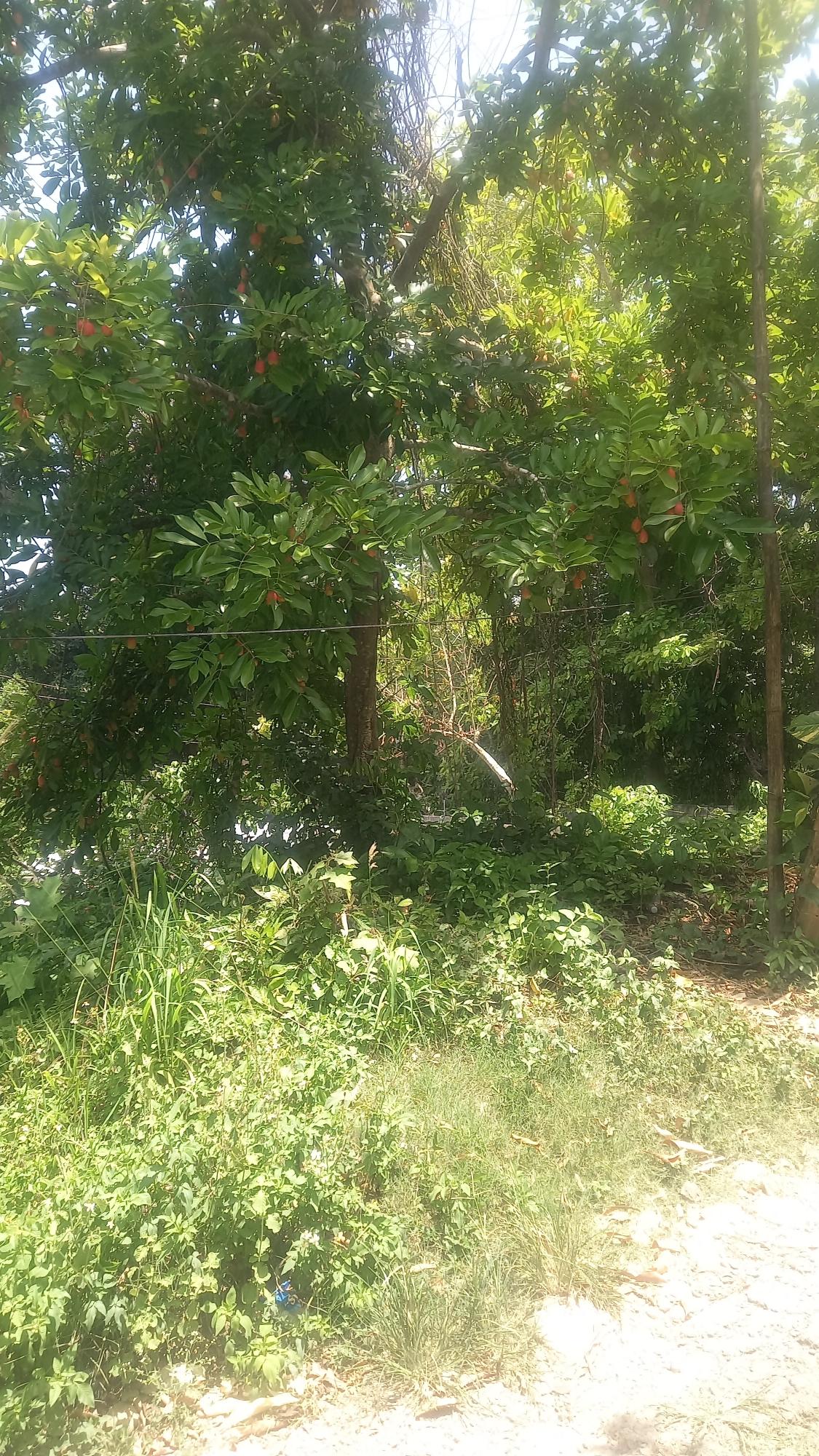 Eighth image of 4 Albany in Albany, St. Mary, Jamaica - property is For Sale