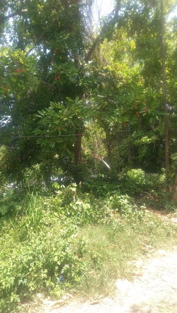 Eighth image of 4 Albany in Albany, St. Mary, Jamaica - property is For Sale