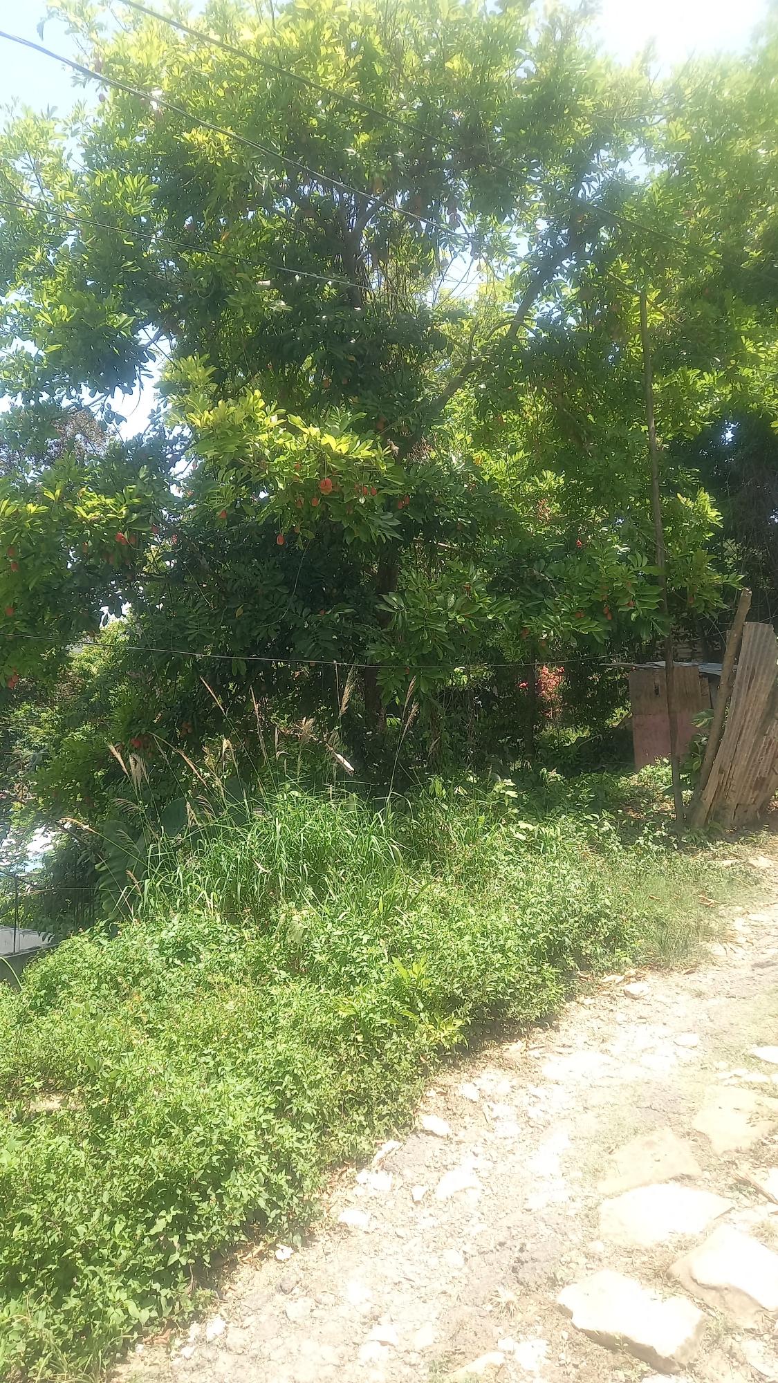 Ninth image of 4 Albany in Albany, St. Mary, Jamaica - property is For Sale