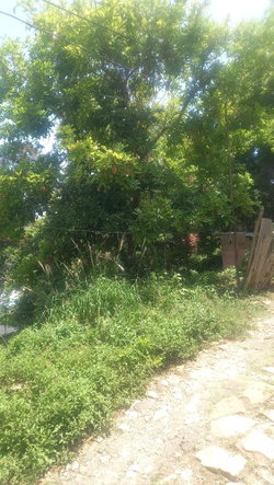 Ninth image of 4 Albany in Albany, St. Mary, Jamaica - property is For Sale