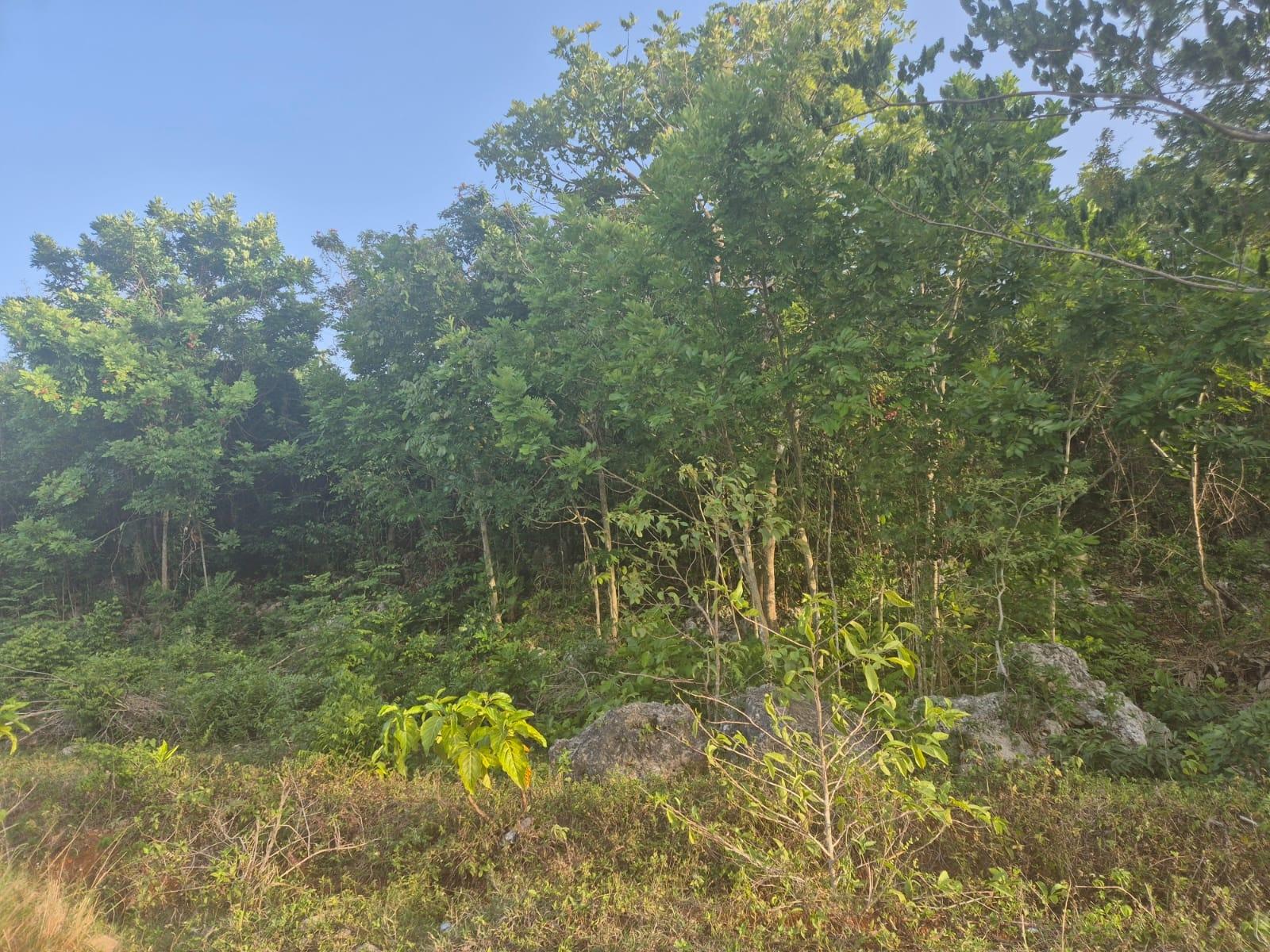 Fourth image of 40- Huddersfield in Huddersfield Heights, St. Mary, Jamaica - property is For Sale