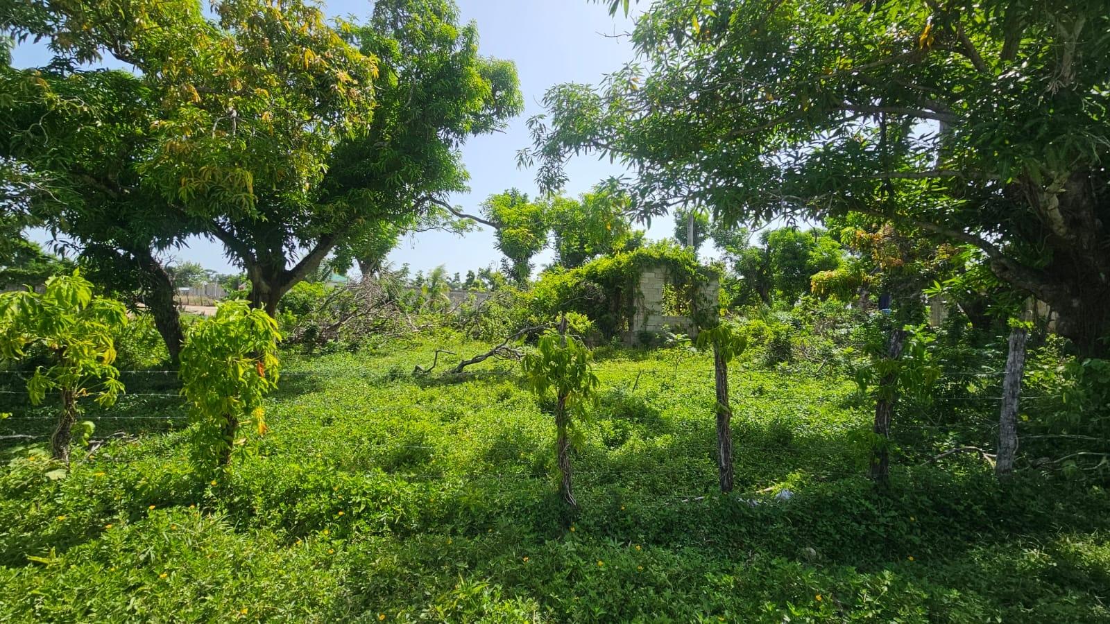 Second image of Lacovia in Lacovia, St. Elizabeth, Jamaica - property is For Sale