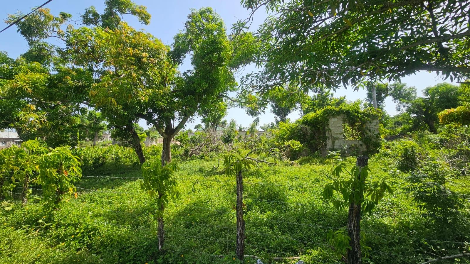 Fourth image of Lacovia in Lacovia, St. Elizabeth, Jamaica - property is For Sale