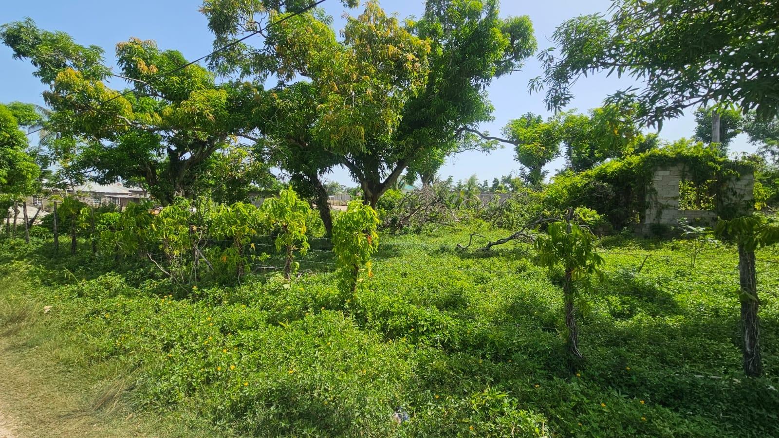 Fifth image of Lacovia in Lacovia, St. Elizabeth, Jamaica - property is For Sale