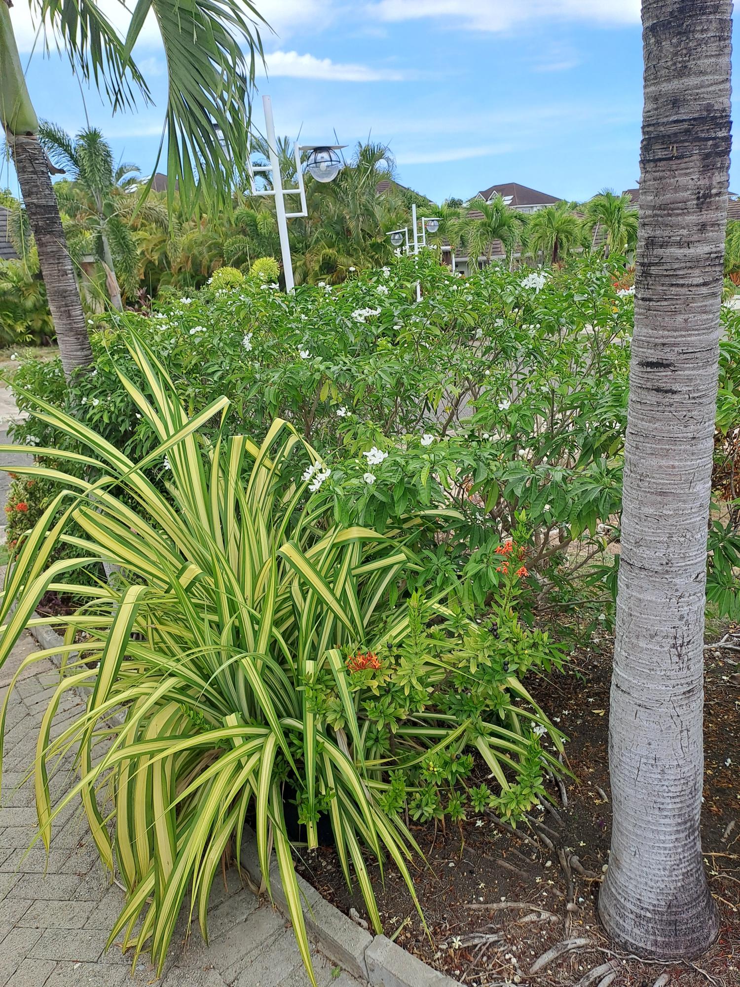 Twelfth image of Gardenia Avenue in Richmond, St. Ann, Jamaica - property is For Sale