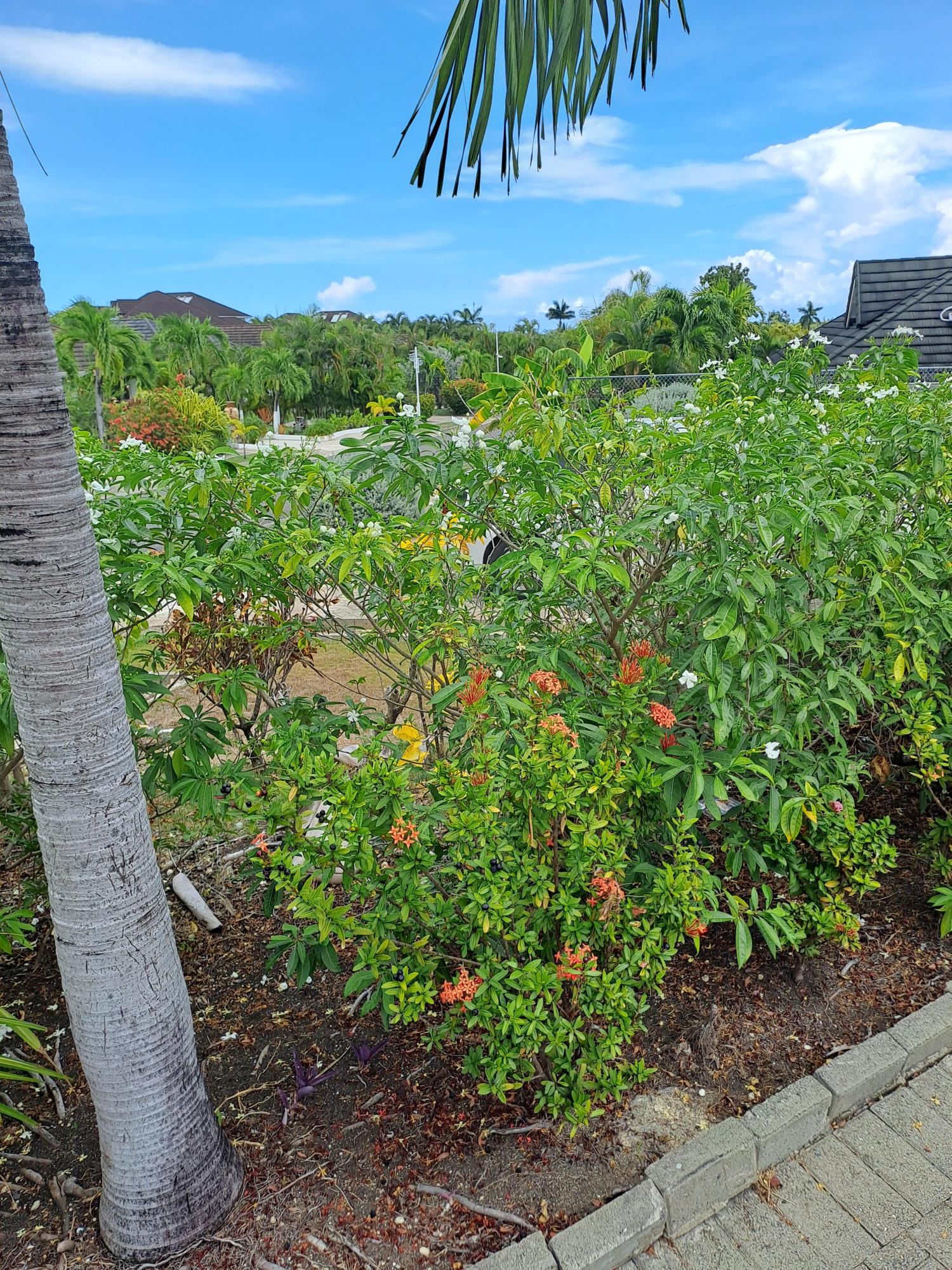 Thirteenth image of Gardenia Avenue in Richmond, St. Ann, Jamaica - property is For Sale