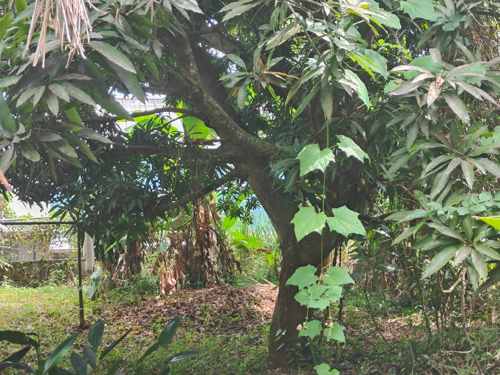 Twentieth image of 10 Willow Run in Kingston 8, St. Andrew, Jamaica - property is For Sale