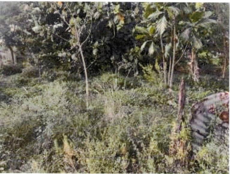 Sixth image of Green Bottom in Sandy Bay, Clarendon, Jamaica - property is For Sale