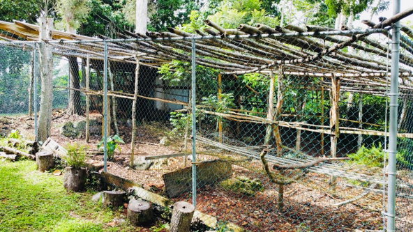 Sixteenth image of Dalkeith Great House, Kno in Knockpatrick, Manchester, Jamaica - property is For Sale