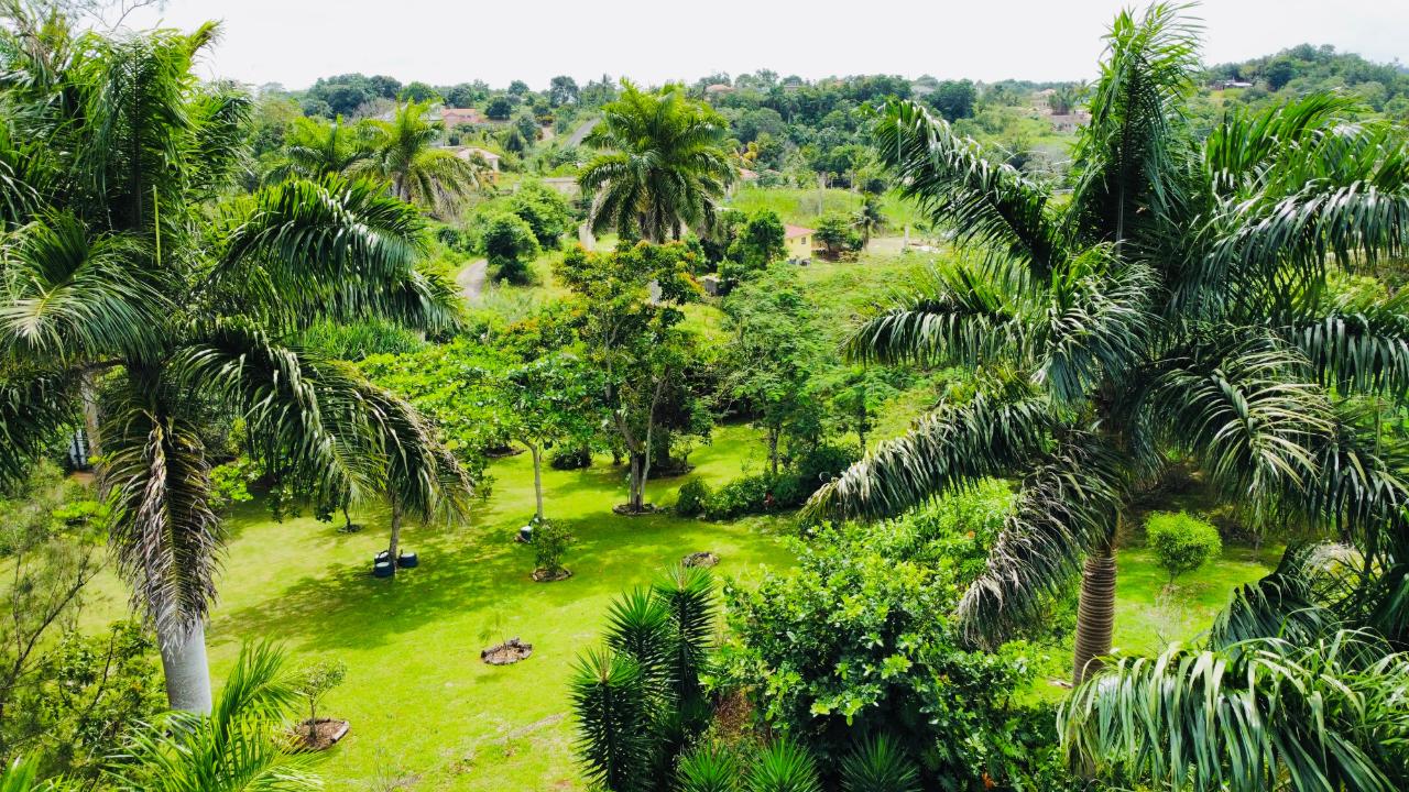 Seventeenth image of Dalkeith Great House, Kno in Knockpatrick, Manchester, Jamaica - property is For Sale