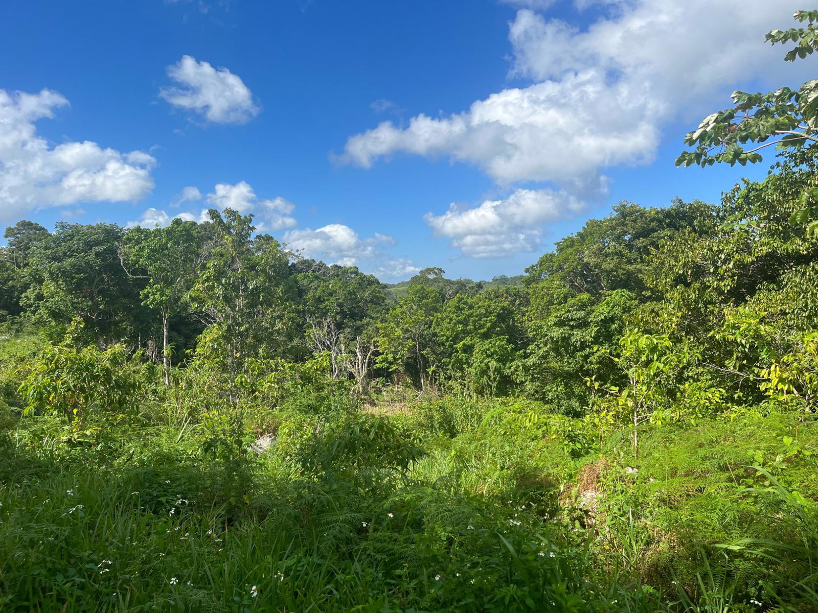 Twenty-Third image of Richmond- Sam Clark St. Ann in Laughlands, St. Ann, Jamaica - property is For Sale