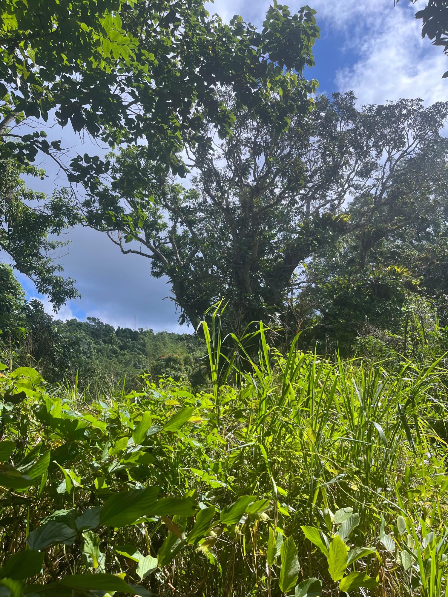 Twenty-Fourth image of Richmond- Sam Clark St. Ann in Laughlands, St. Ann, Jamaica - property is For Sale