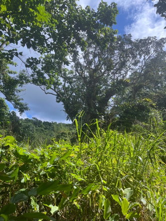 Twenty-Fourth image of Richmond- Sam Clark St. Ann in Laughlands, St. Ann, Jamaica - property is For Sale