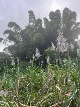 Twenty-Sixth image of Richmond- Sam Clark St. Ann in Laughlands, St. Ann, Jamaica - property is For Sale
