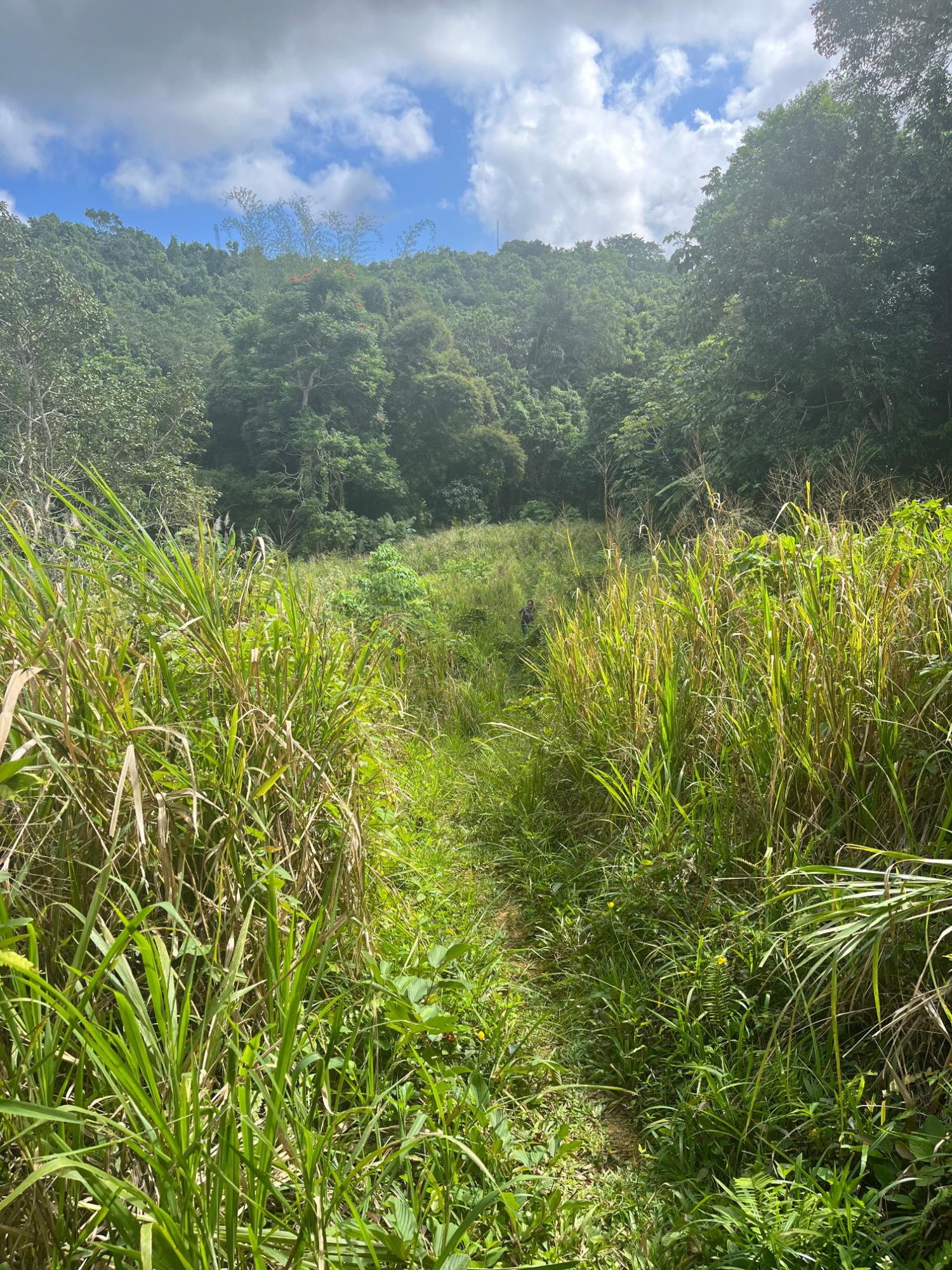 Twenty-Seventh image of Richmond- Sam Clark St. Ann in Laughlands, St. Ann, Jamaica - property is For Sale