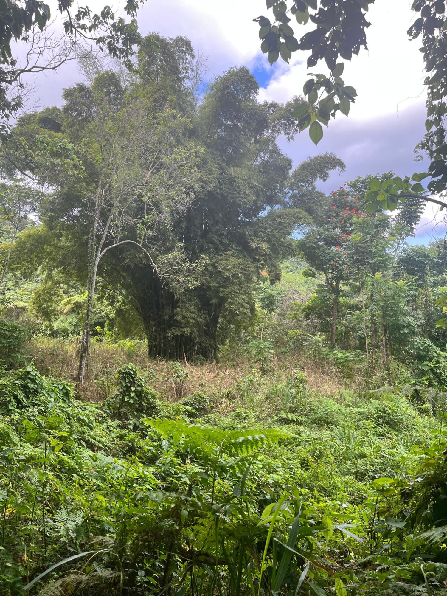 Twenty-Eighth image of Richmond- Sam Clark St. Ann in Laughlands, St. Ann, Jamaica - property is For Sale