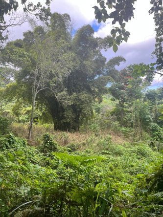 Twenty-Eighth image of Richmond- Sam Clark St. Ann in Laughlands, St. Ann, Jamaica - property is For Sale
