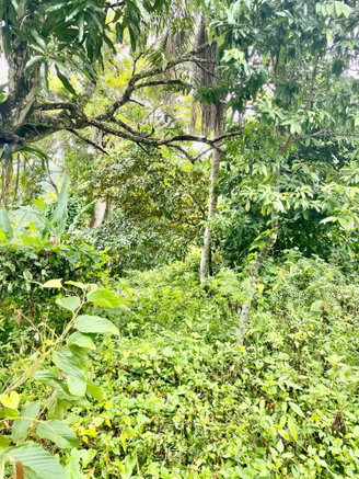 First image of Crawle 2, St.catherine in Crawle Halt, St. Catherine, Jamaica - property is For Sale