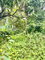 First image of Crawle 2, St.catherine in Crawle Halt, St. Catherine, Jamaica - property is For Sale