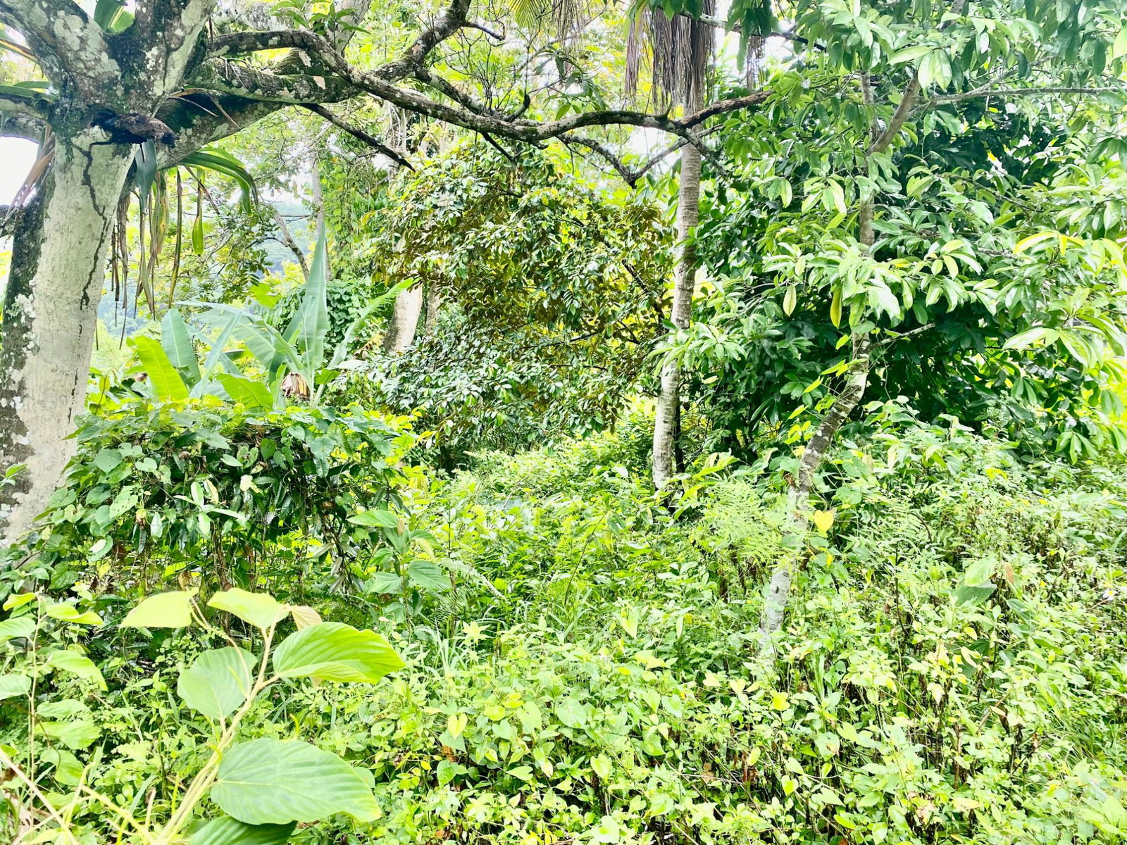 Second image of Crawle 2, St.catherine in Crawle Halt, St. Catherine, Jamaica - property is For Sale