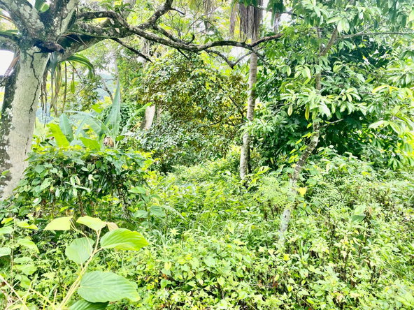 Second image of Crawle 2, St.catherine in Crawle Halt, St. Catherine, Jamaica - property is For Sale