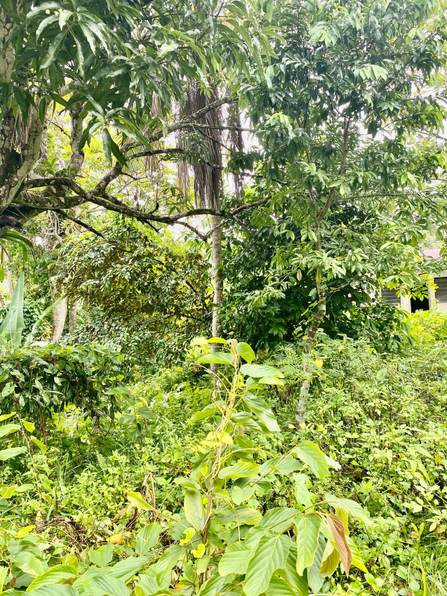 Third image of Crawle 2, St.catherine in Crawle Halt, St. Catherine, Jamaica - property is For Sale