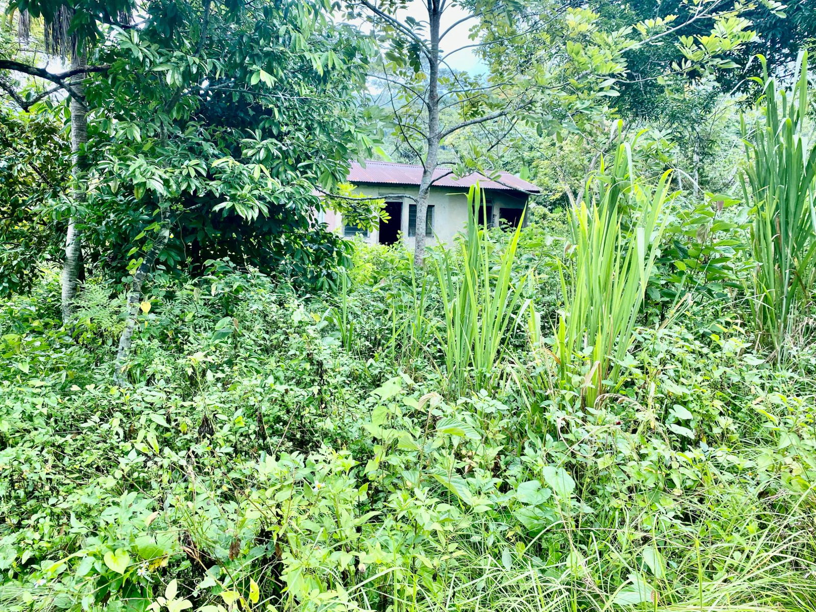 Fourth image of Crawle 2, St.catherine in Crawle Halt, St. Catherine, Jamaica - property is For Sale