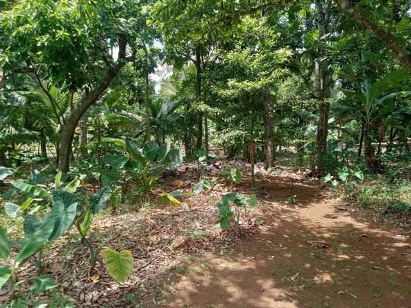 Thirteenth image of Clarks Town, Porus in Porus, Manchester, Jamaica - property is For Sale