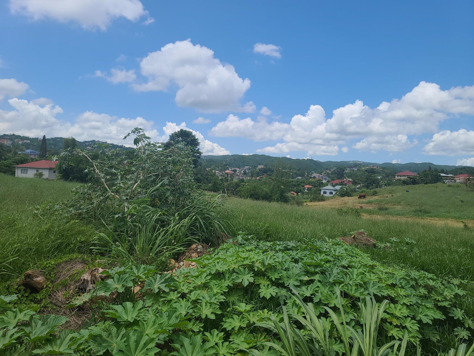 Thirtieth image of West Road, Brumalia in Mandeville, Manchester, Jamaica - property is For Sale
