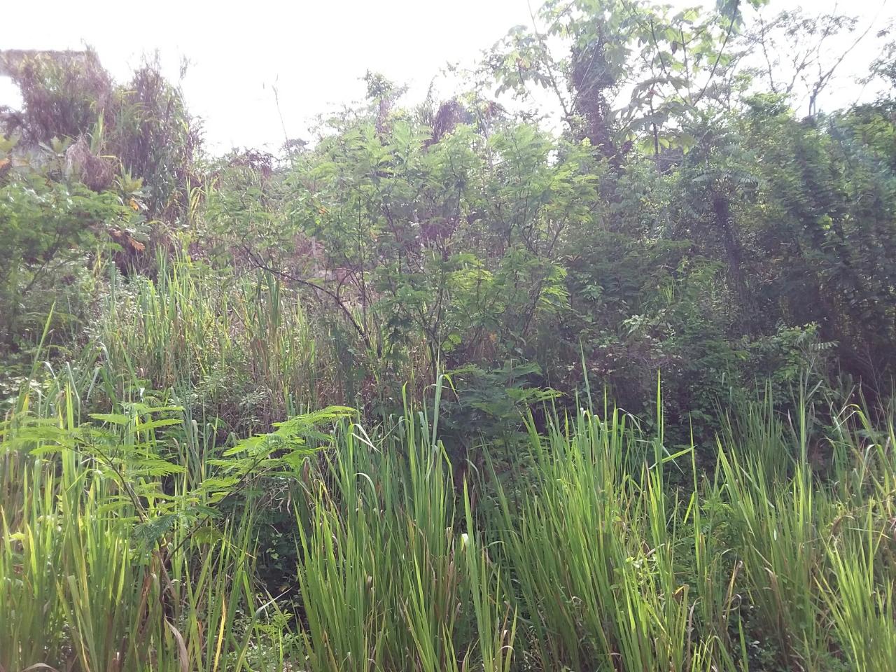 Fourth image of 13 Circinus Circle, Smokey v in Kingston 19, St. Andrew, Jamaica - property is For Sale