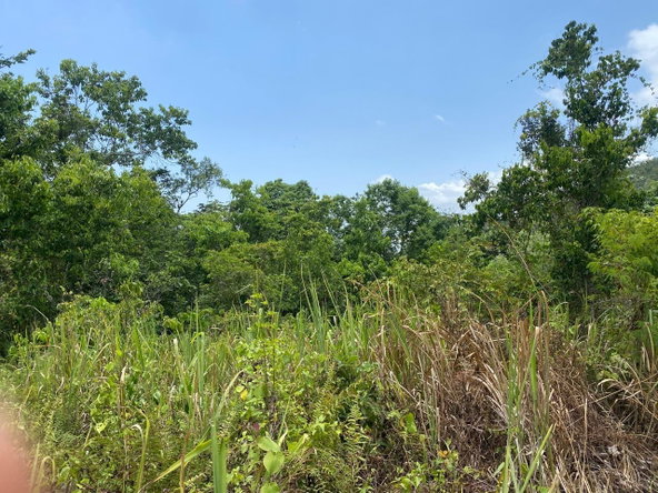 Twelfth image of Mount Zion,rock Hall,st. in Red Hills, St. Andrew, Jamaica - property is For Sale