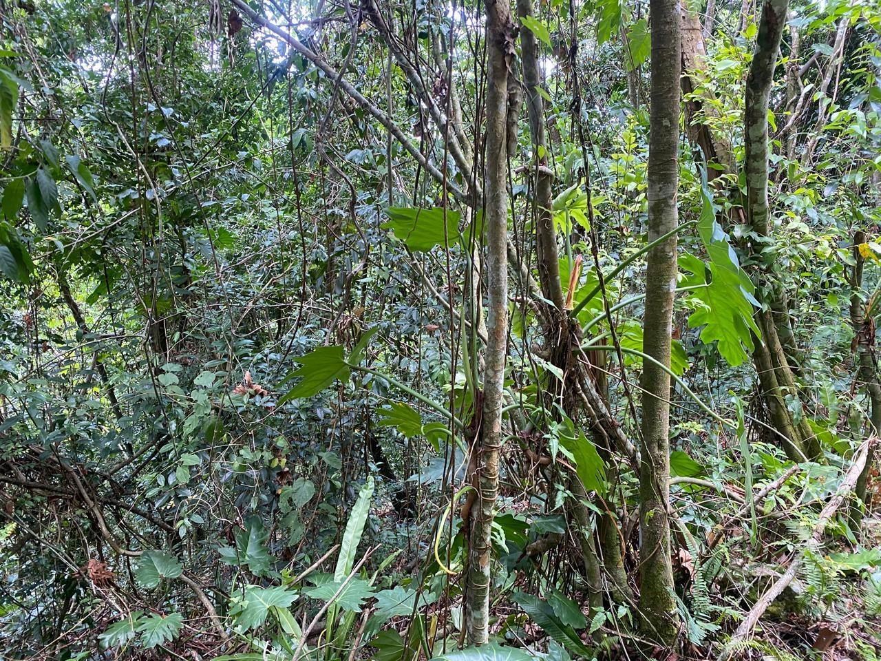 Seventh image of Mount Zion,rock Hall,st. in Red Hills, St. Andrew, Jamaica - property is For Sale