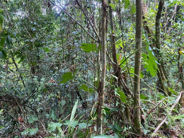 Seventh image of Mount Zion,rock Hall,st. in Red Hills, St. Andrew, Jamaica - property is For Sale