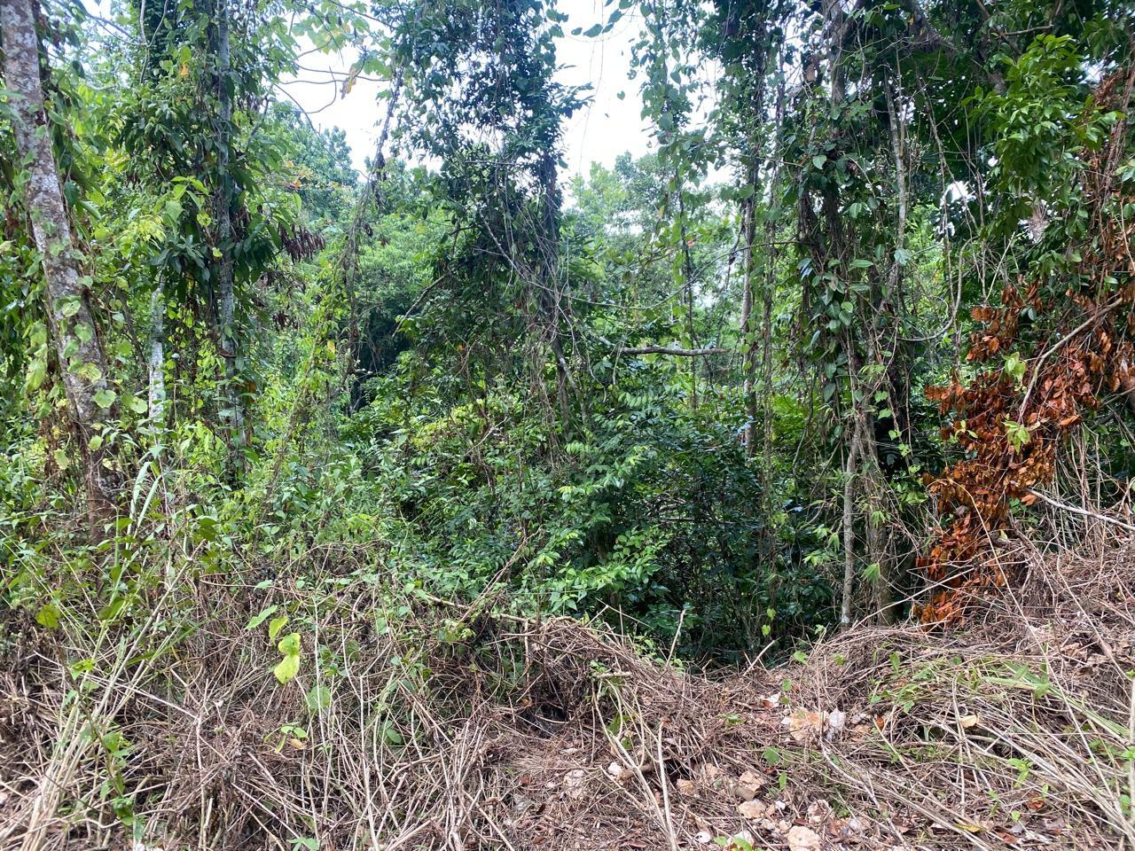 Eighth image of Mount Zion,rock Hall,st. in Red Hills, St. Andrew, Jamaica - property is For Sale
