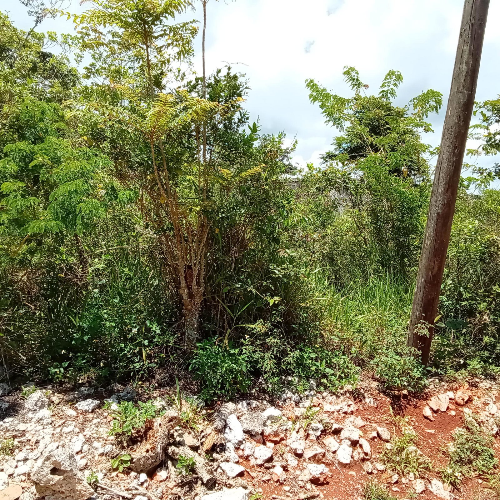 Eleventh image of Heathfield, Knockpatrick, in Heathfield, Manchester, Jamaica - property is For Sale