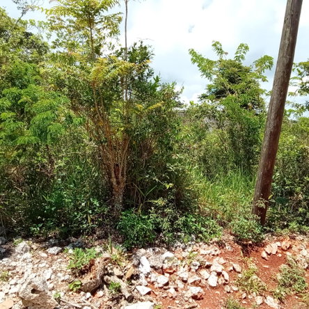Eleventh image of Heathfield, Knockpatrick, in Heathfield, Manchester, Jamaica - property is For Sale