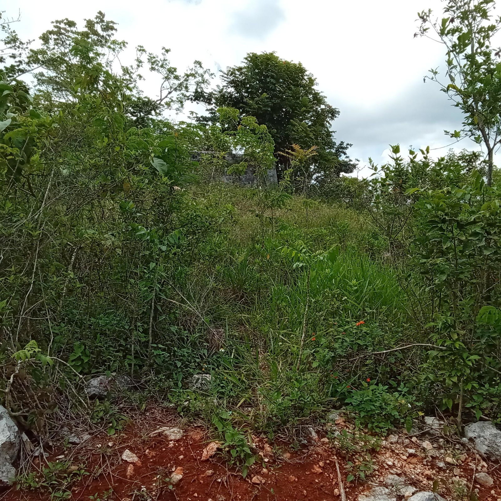 Fifth image of Heathfield, Knockpatrick, in Heathfield, Manchester, Jamaica - property is For Sale