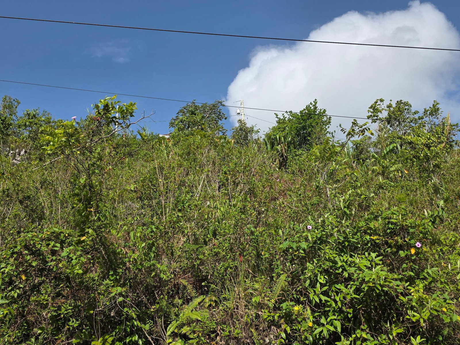 Fourth image of Lot 2a- Manchester, in Mandeville, Manchester, Jamaica - property is For Sale