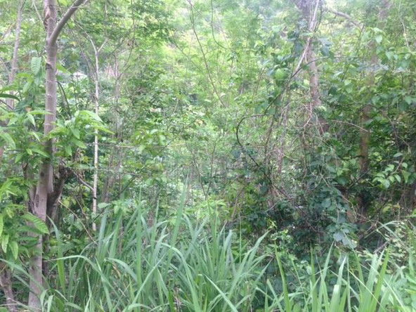 Third image of Claremont in Junction, St. Elizabeth, Jamaica - property is For Sale