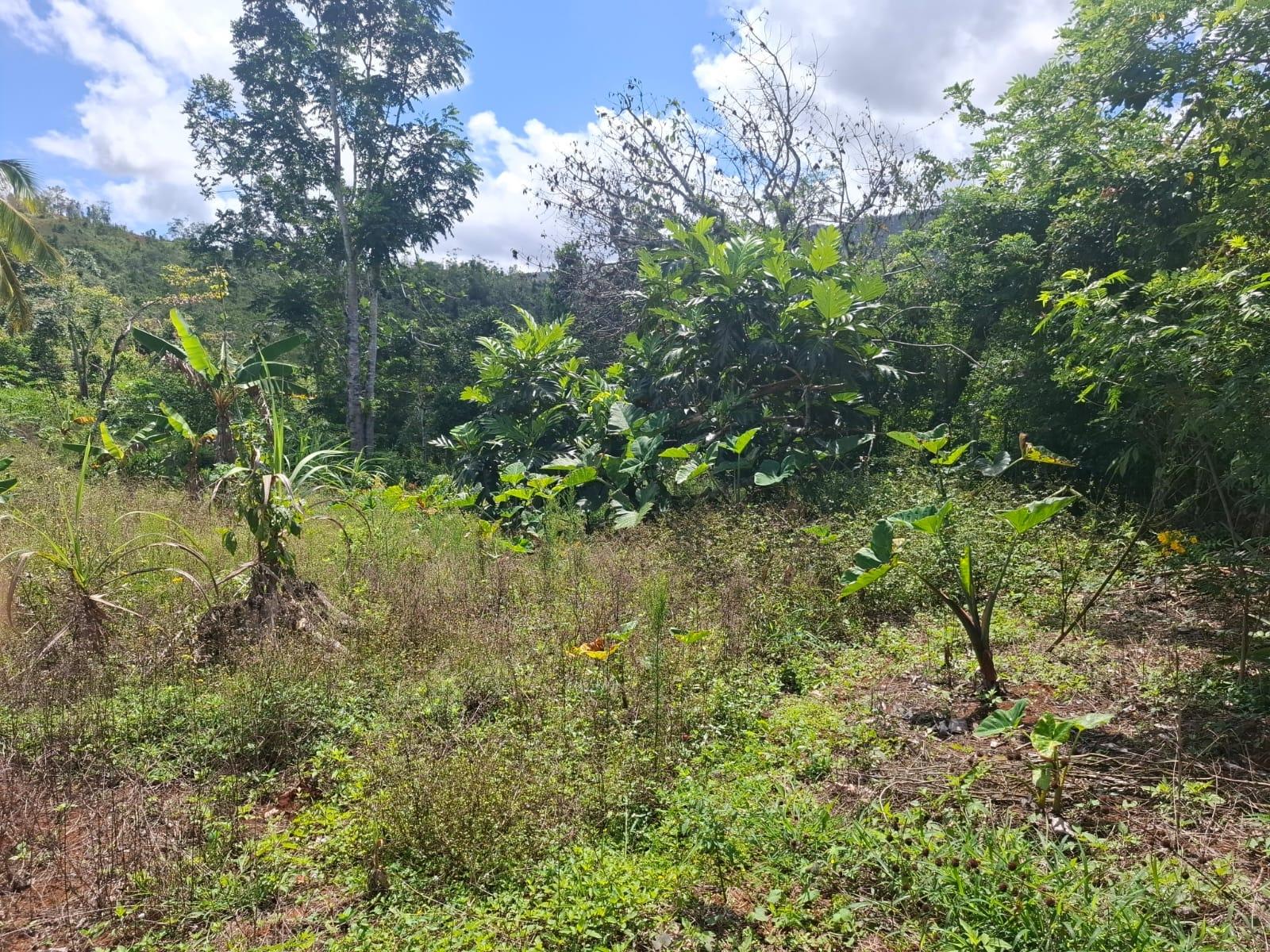 Eighth image of Ramble Claremont St. Ann in Claremont, St. Ann, Jamaica - property is For Sale