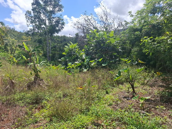 Eighth image of Ramble Claremont St. Ann in Claremont, St. Ann, Jamaica - property is For Sale