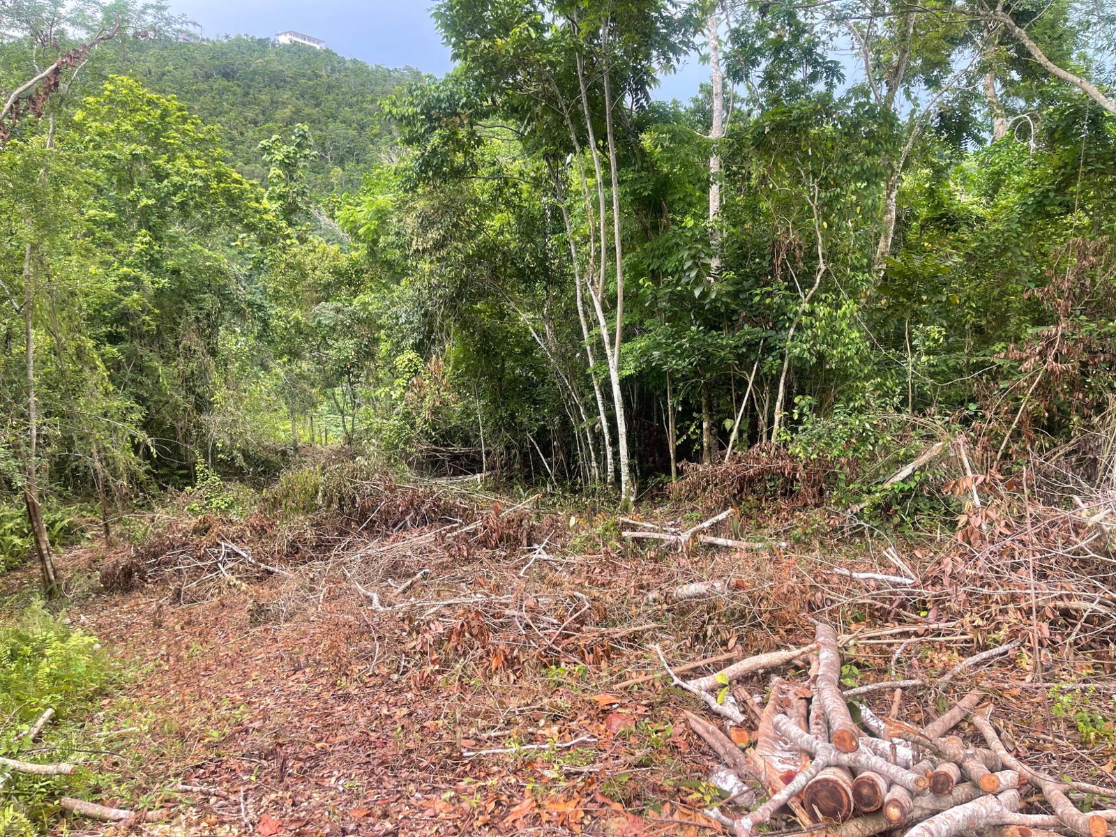 Twelfth image of 20 Woodland Heights in Red Hills, St. Andrew, Jamaica - property is For Sale