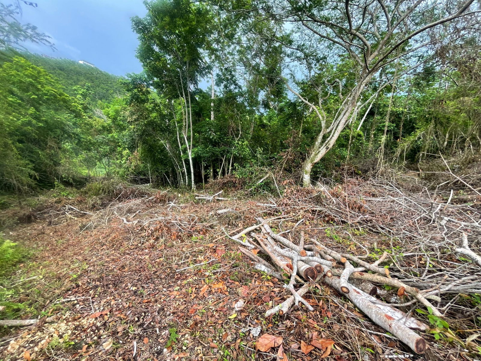 Third image of 20 Woodland Heights in Red Hills, St. Andrew, Jamaica - property is For Sale