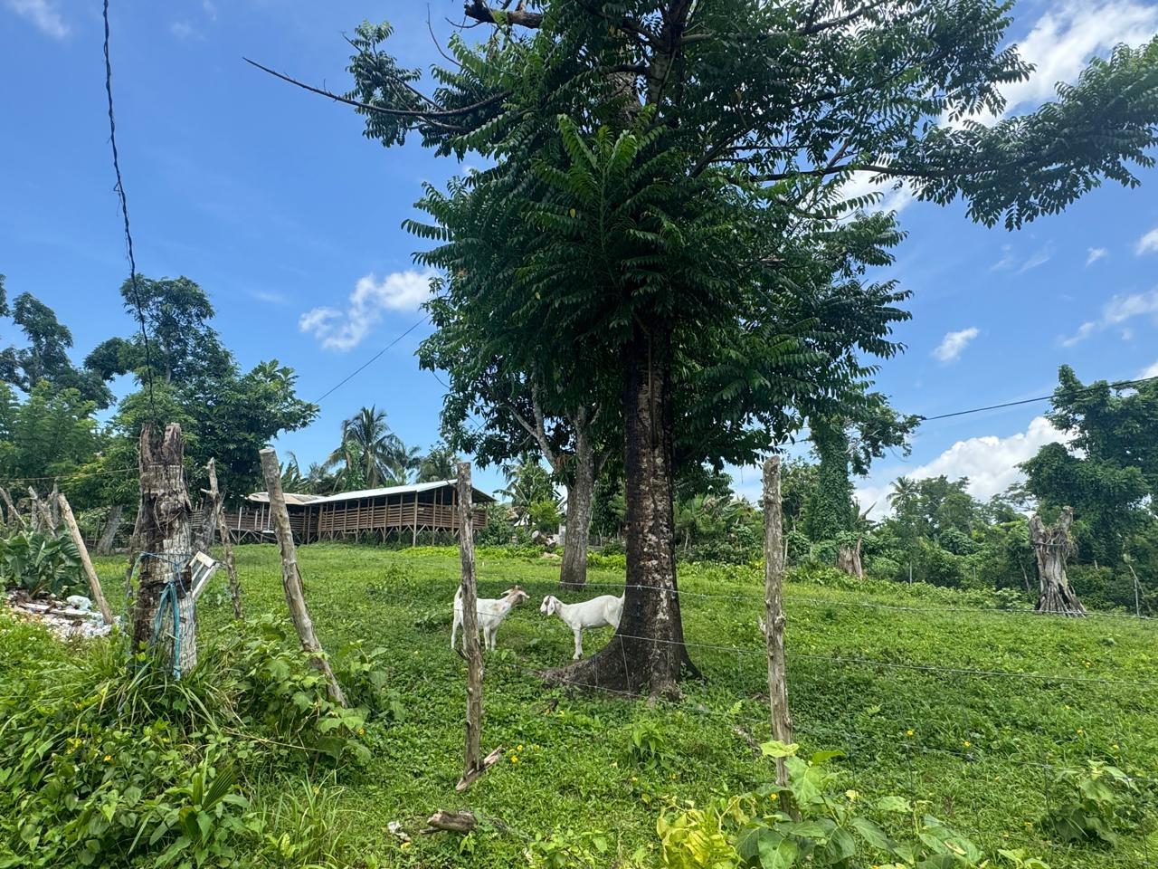 Eighteenth image of March Town,cave Valley,ha in Cave Valley, Hanover, Jamaica - property is For Sale