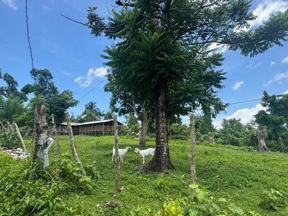 Eighteenth image of March Town,cave Valley,ha in Cave Valley, Hanover, Jamaica - property is For Sale